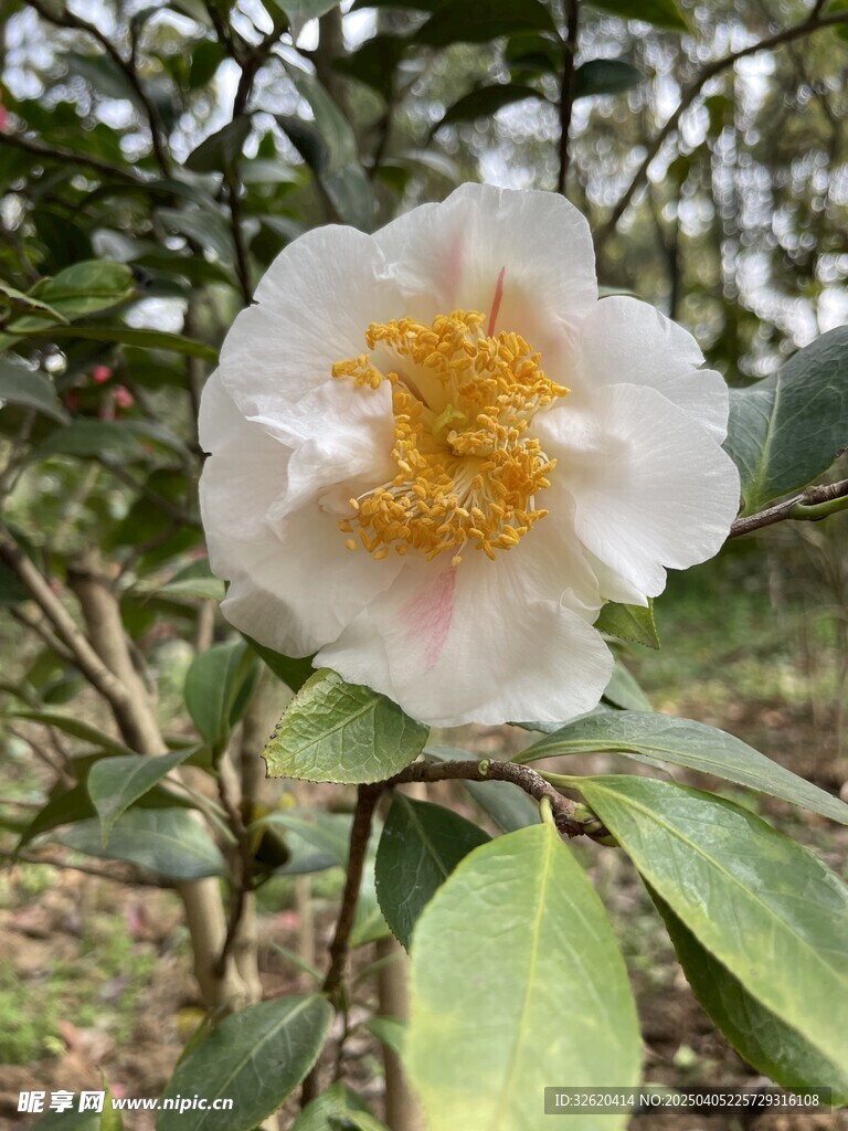 山茶花