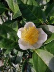 山茶花