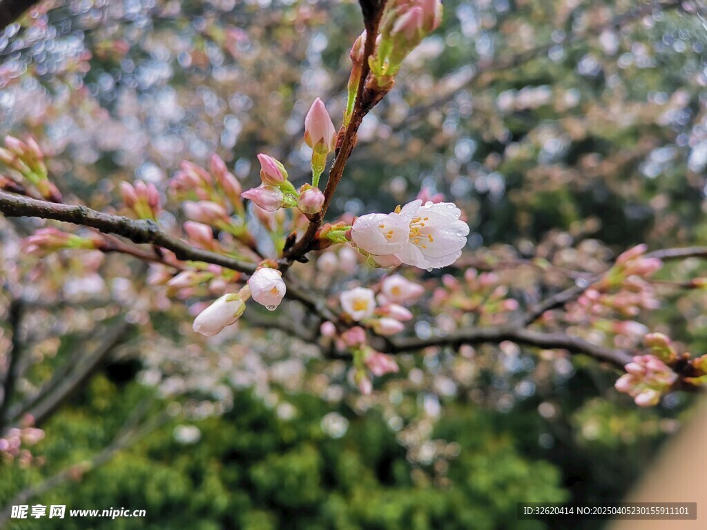 东京樱花