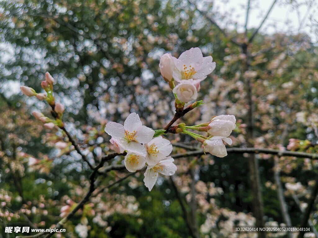 东京樱花