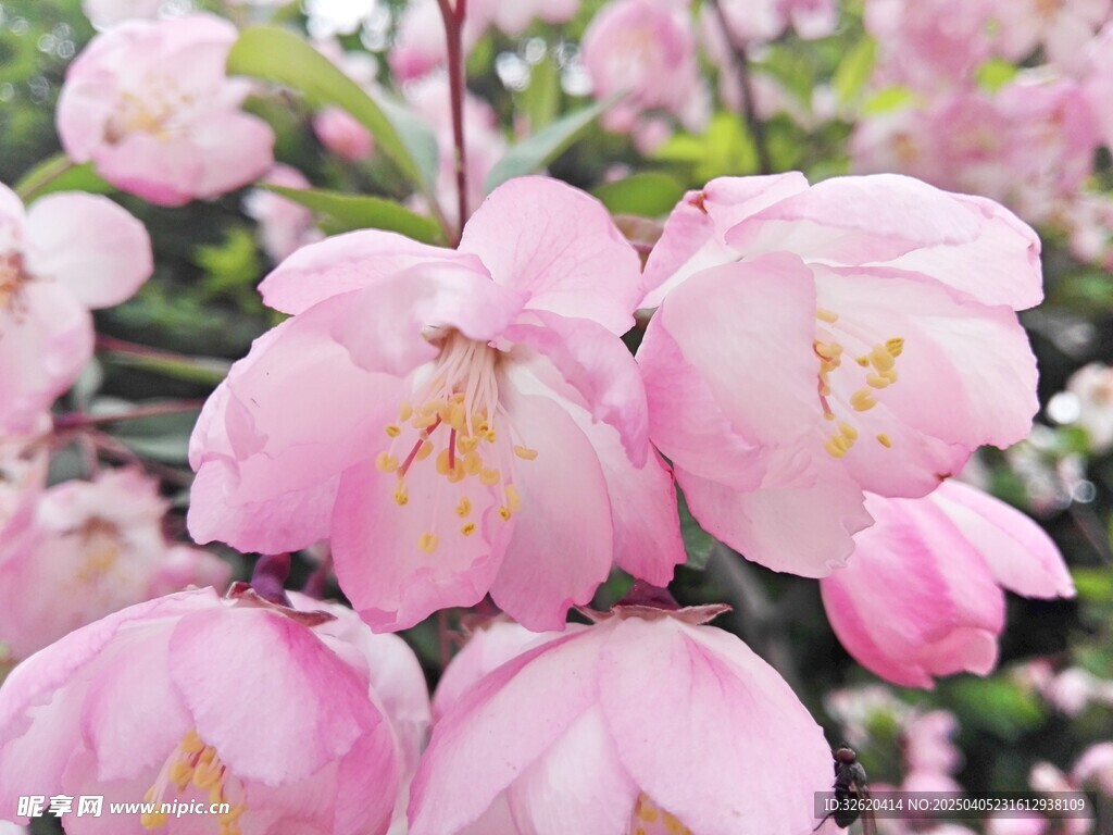 海棠花
