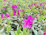 杜鹃花 