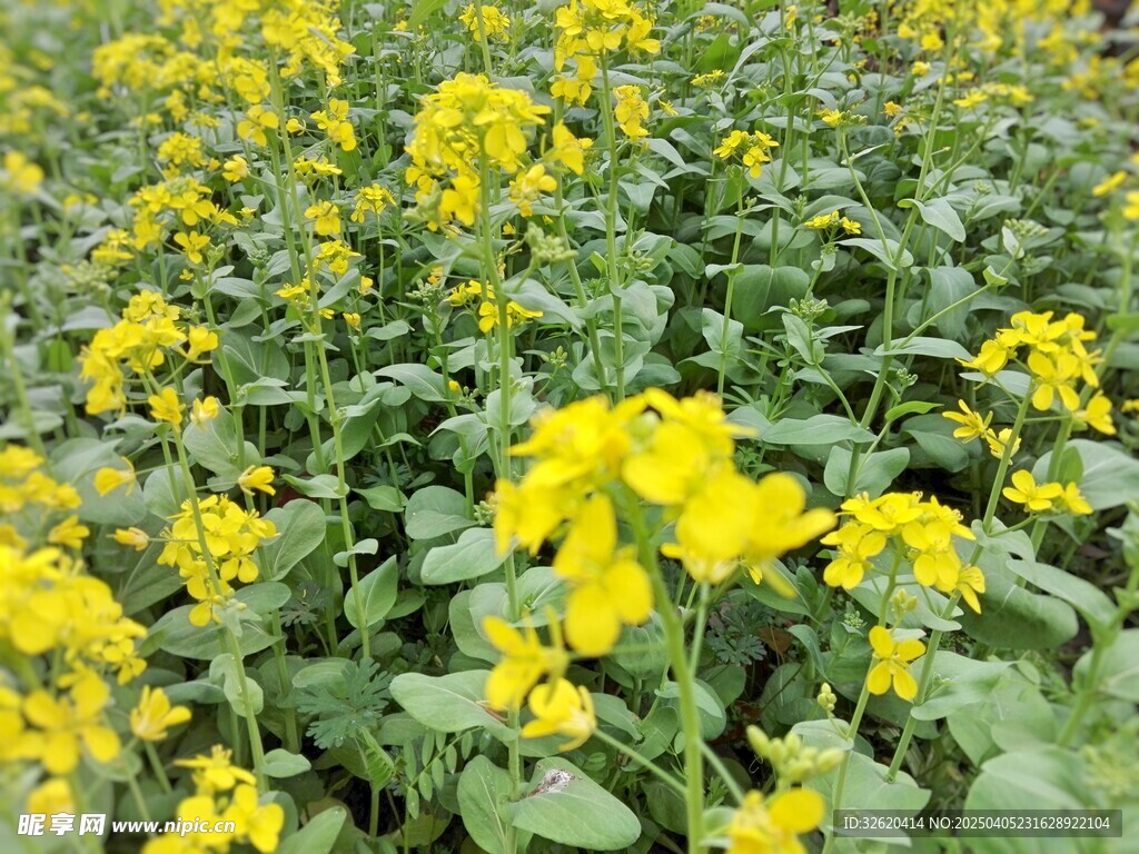 油菜花
