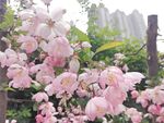 海棠花