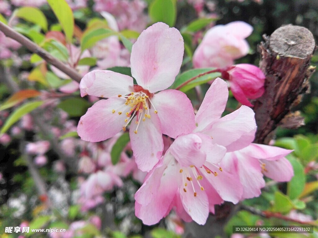 海棠花