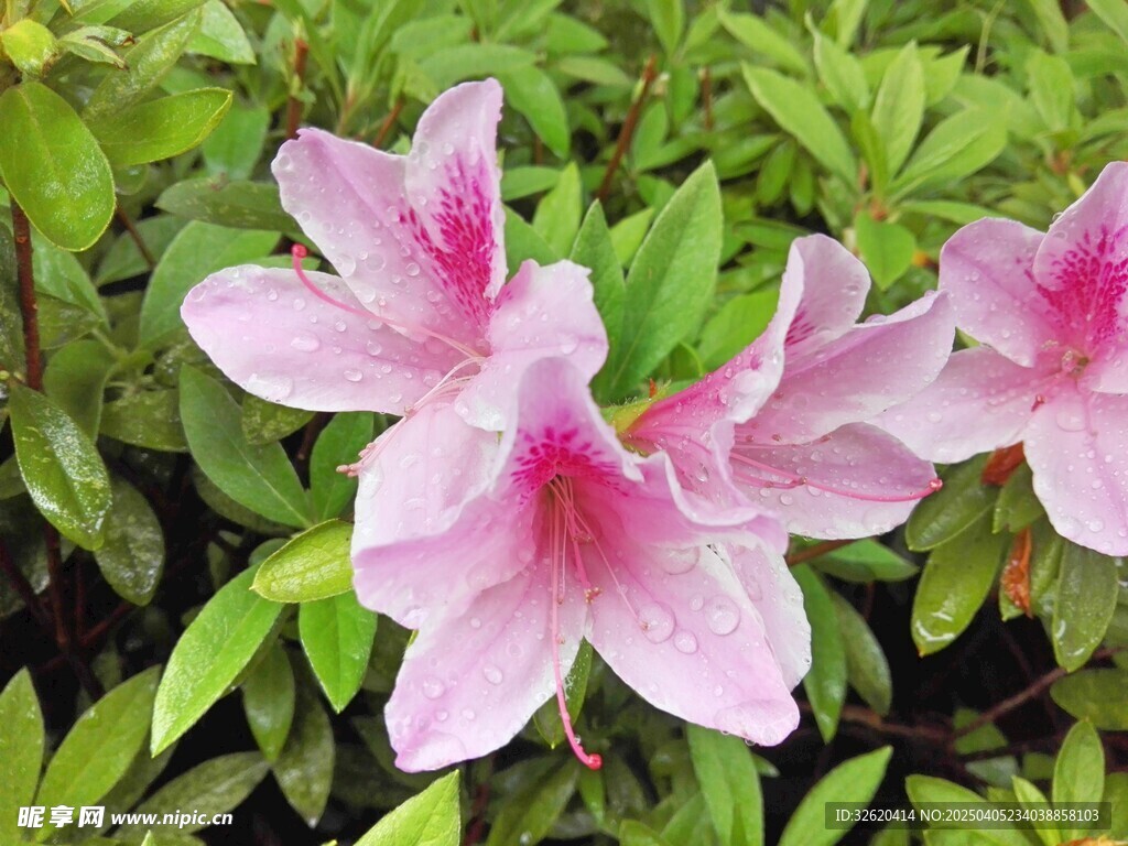 海棠花 