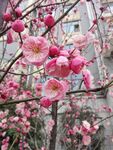 腊梅花