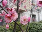 腊梅花