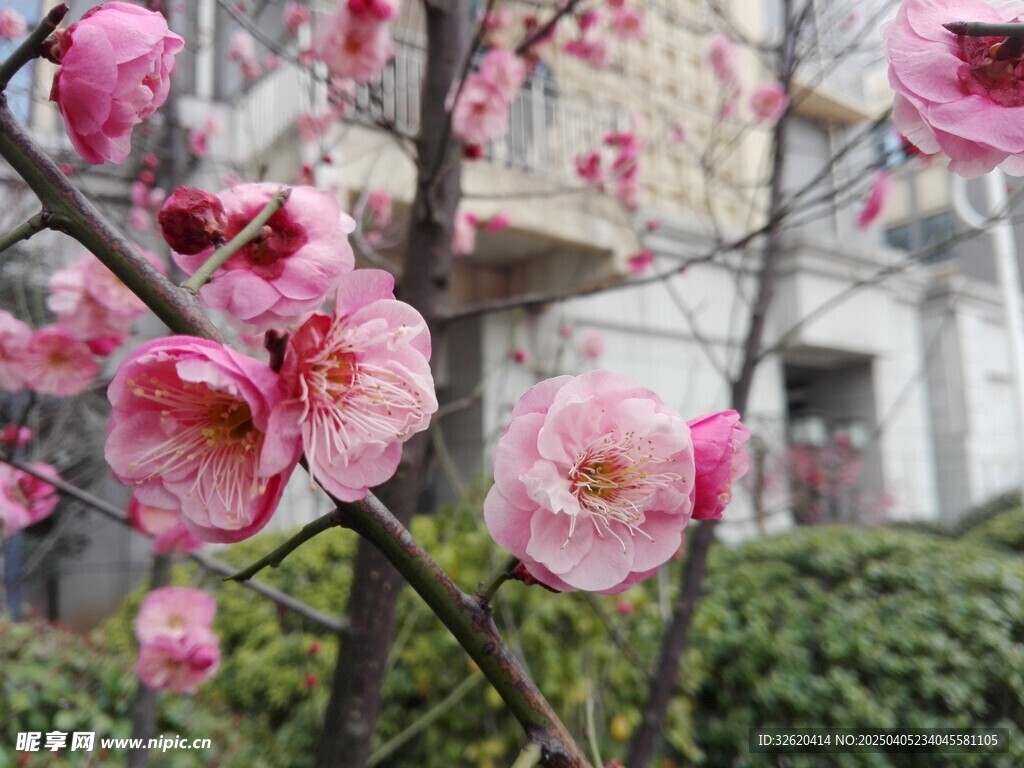 腊梅花