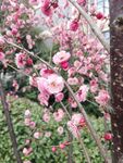 腊梅花