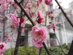 腊梅花