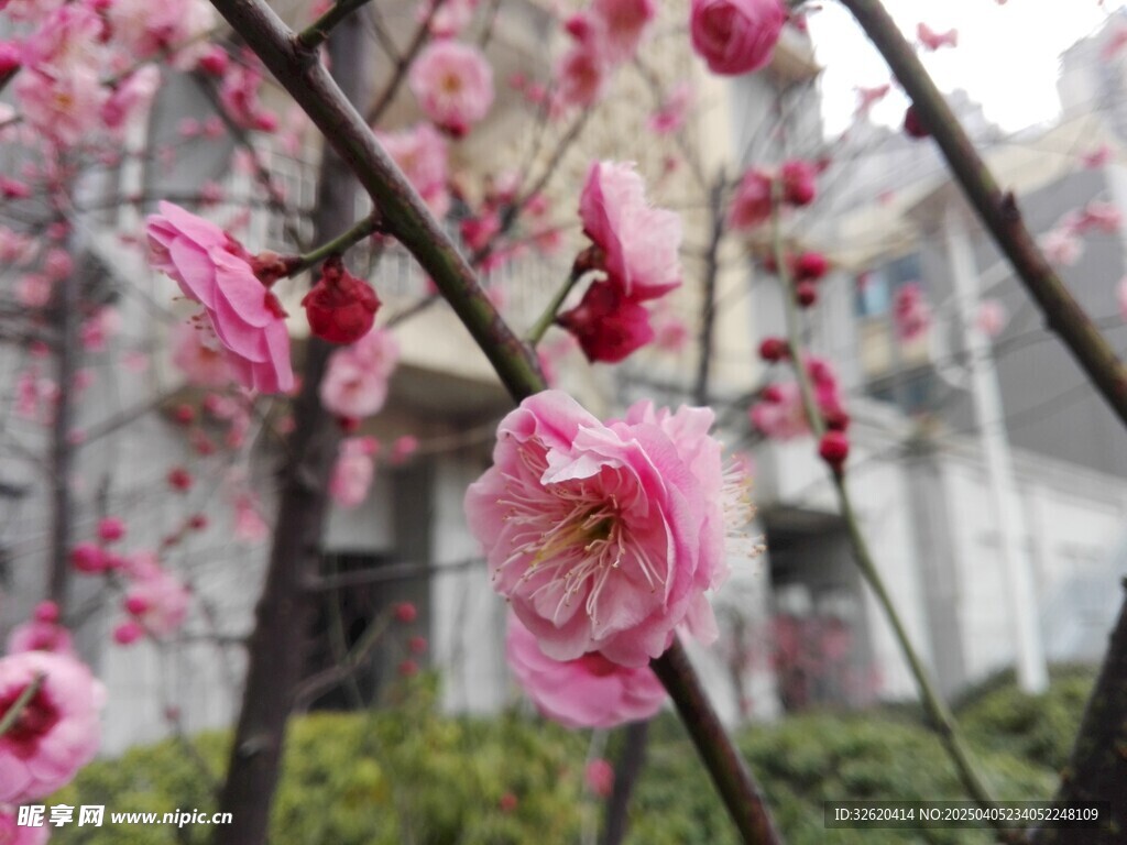 腊梅花