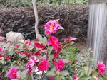 山茶花