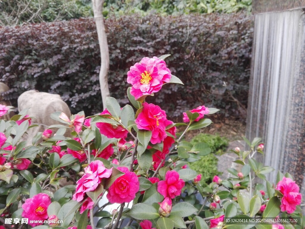 山茶花