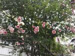 腊梅花
