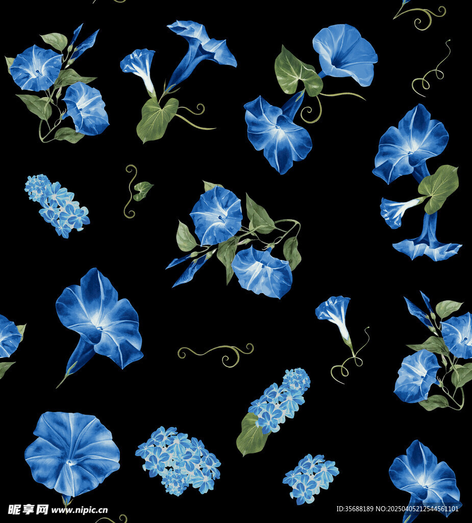 牵牛花