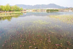 芦苇水岸与远山桥梁