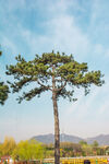 松树与远山晴空