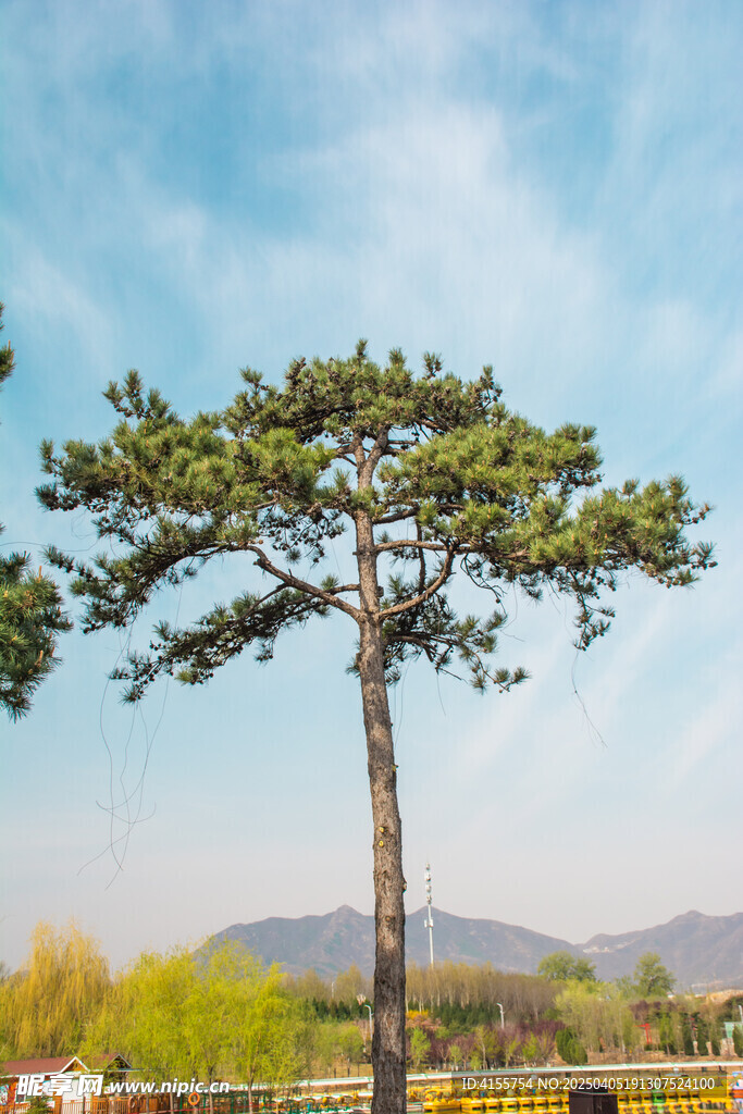 松树与远山晴空