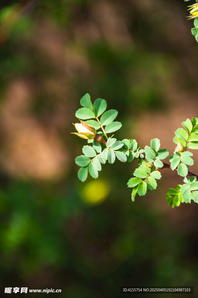 嫩叶特写与自然光影