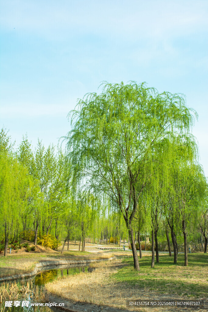 垂柳枝条与清澈溪流倒影