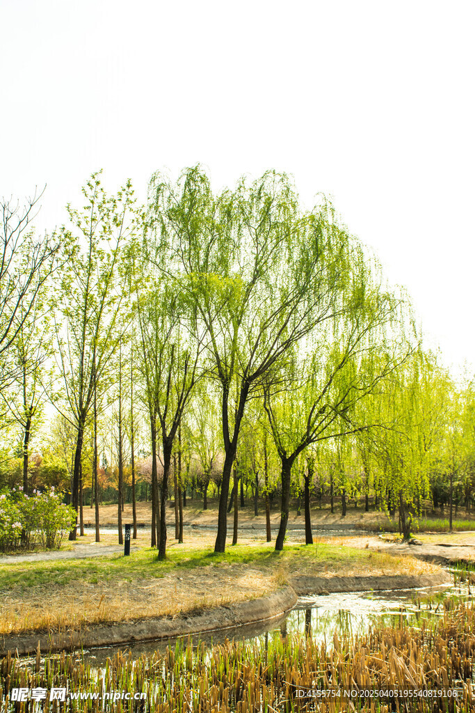 柳树林与水域层次景观