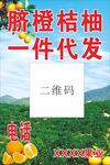 脐橙桔柚 一件代发
