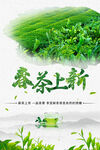 春茶节