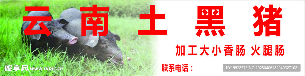 云南土黑猪