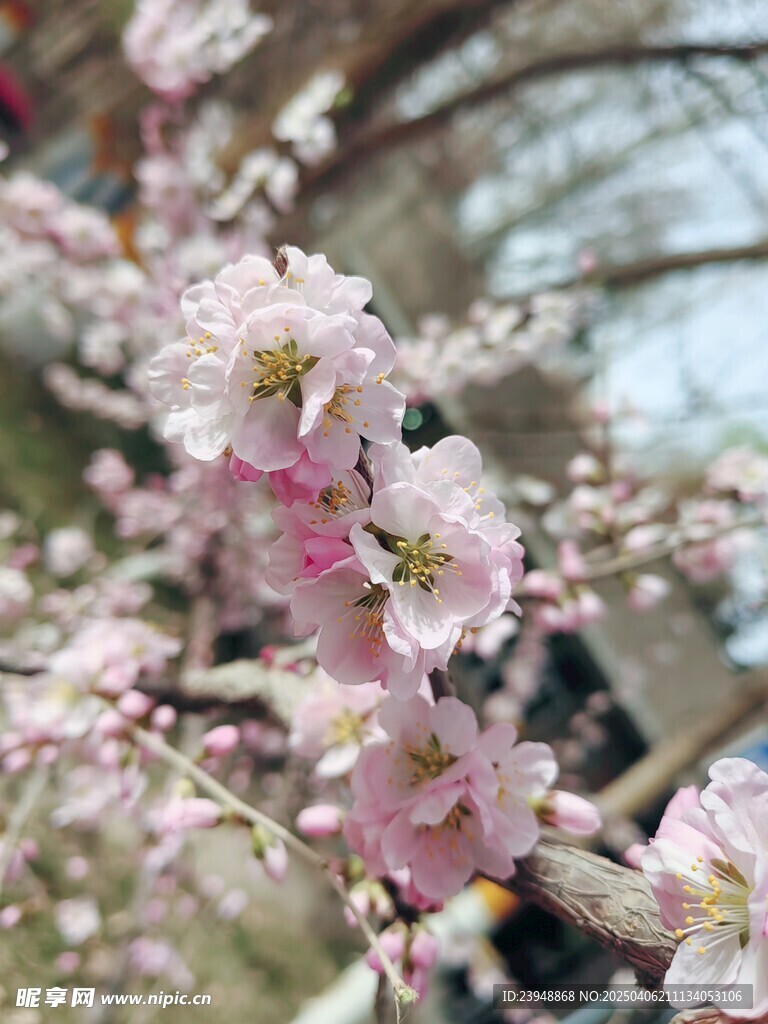 原创拍摄杏花