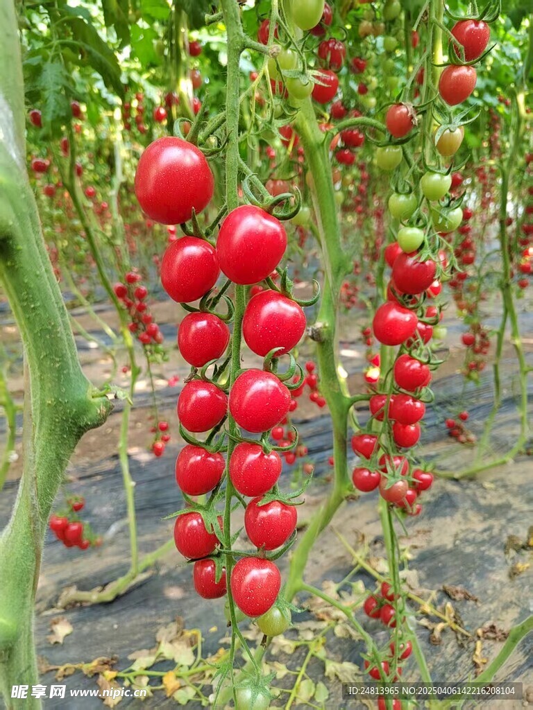 樱桃番茄