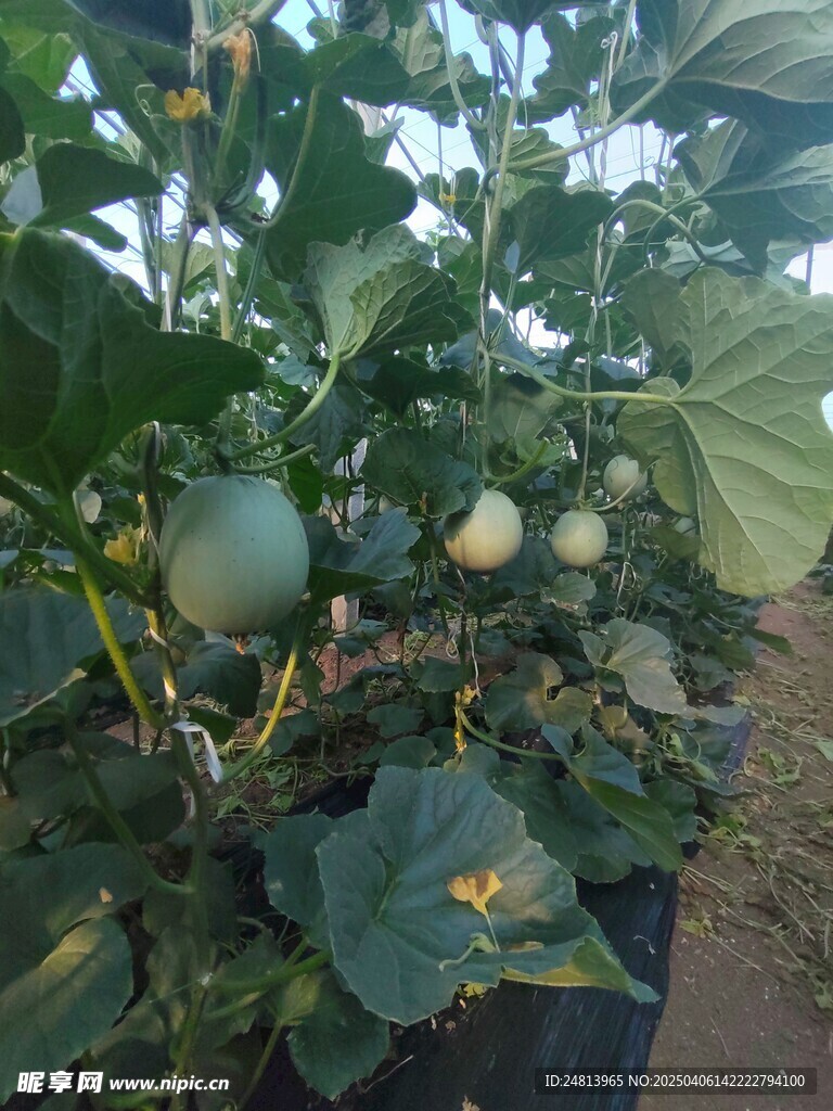 甜瓜