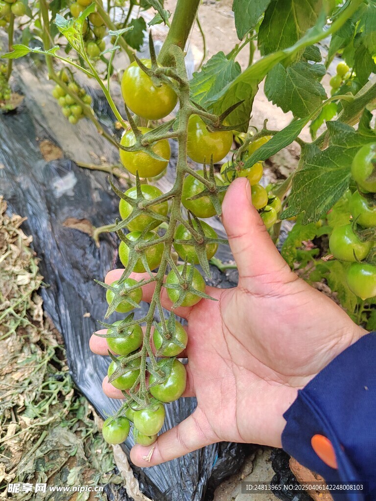 青甜西红柿