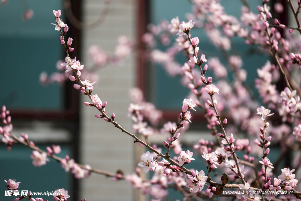 桃花