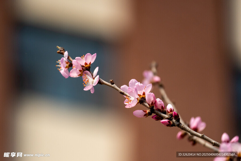桃花