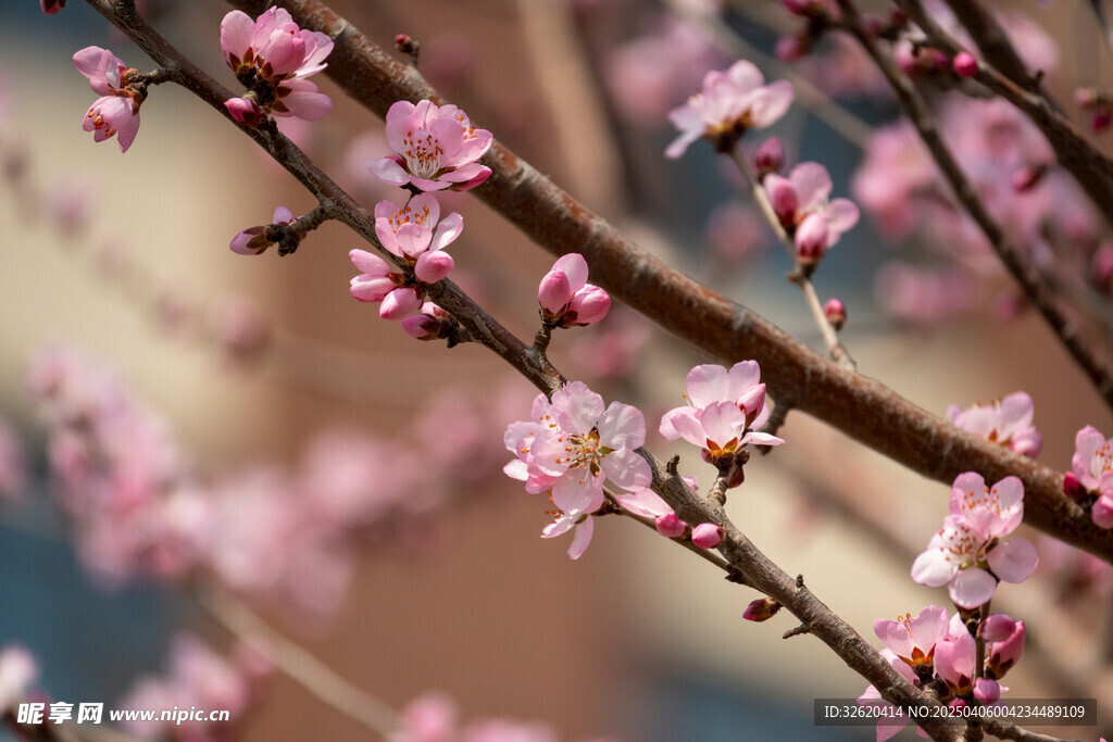 桃花