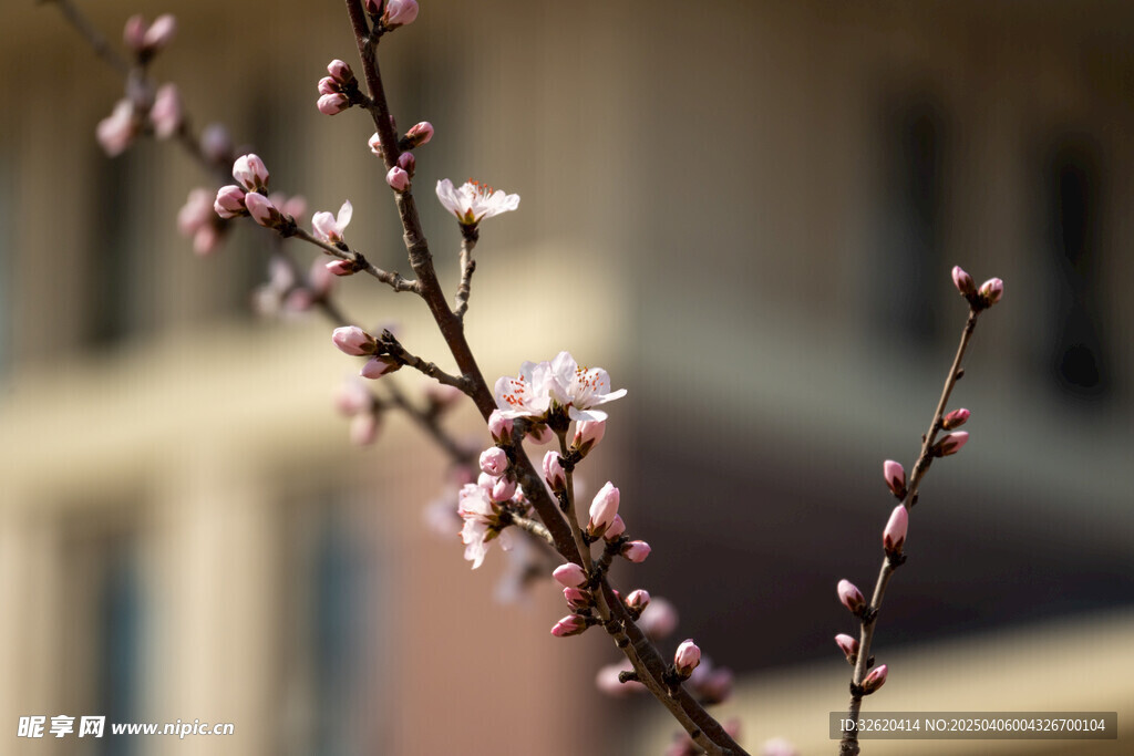 桃花