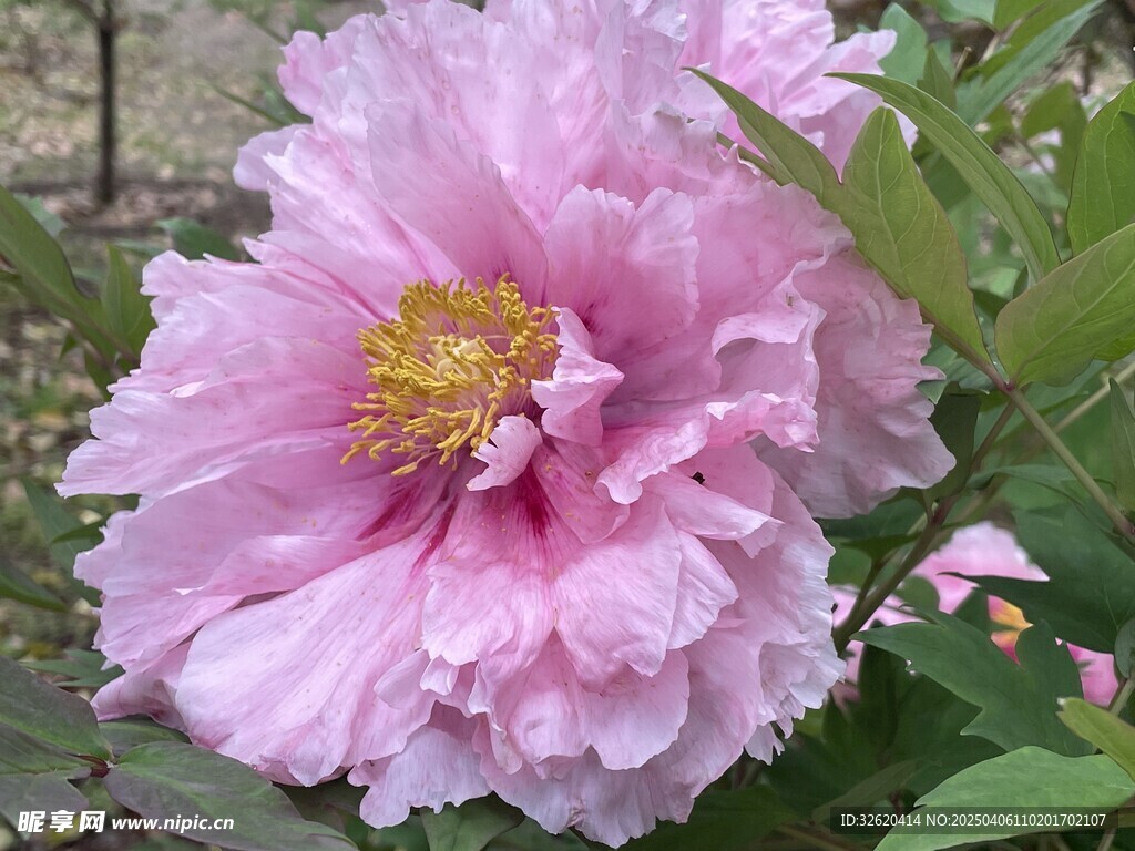 牡丹花