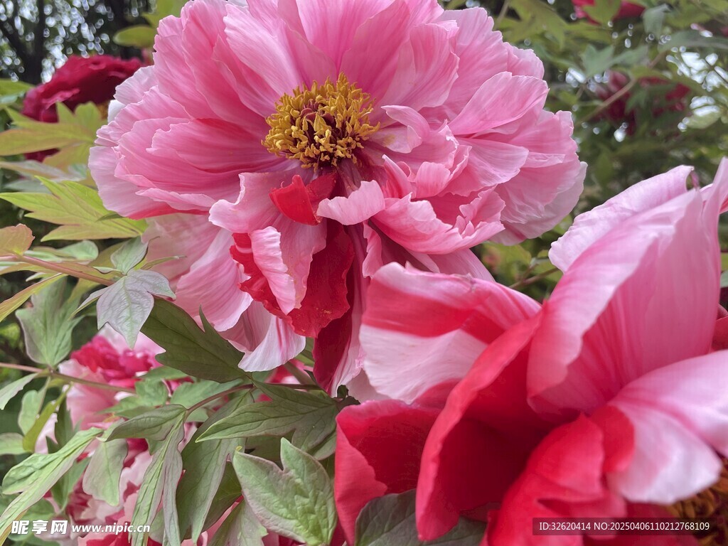 牡丹花