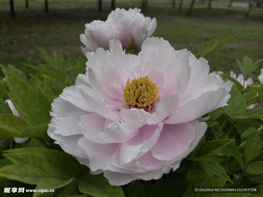 牡丹花