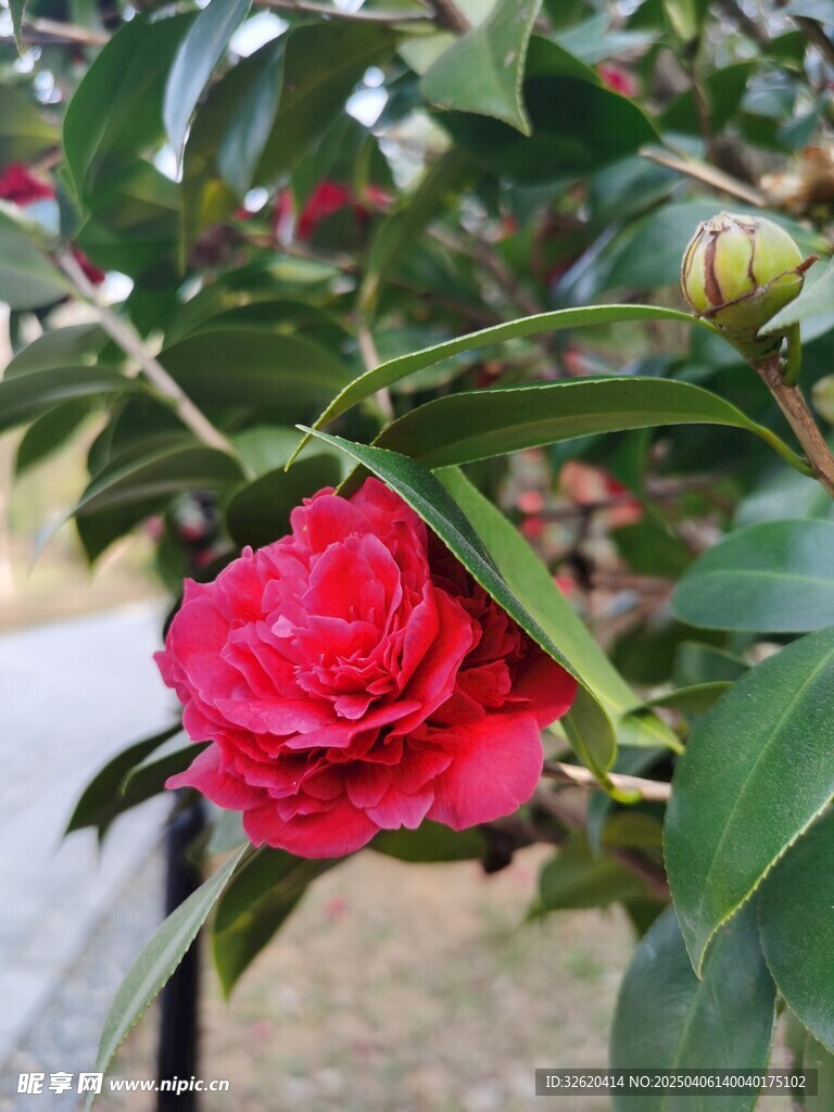 山茶花