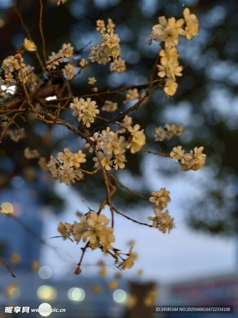 小花一朵朵