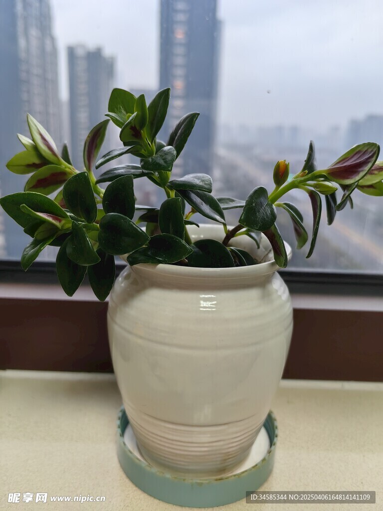 盆栽