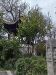 树与亭子