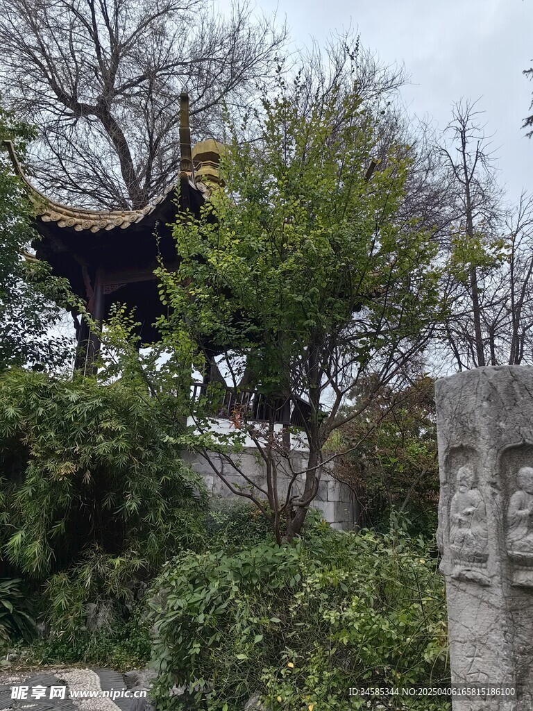 树与亭子