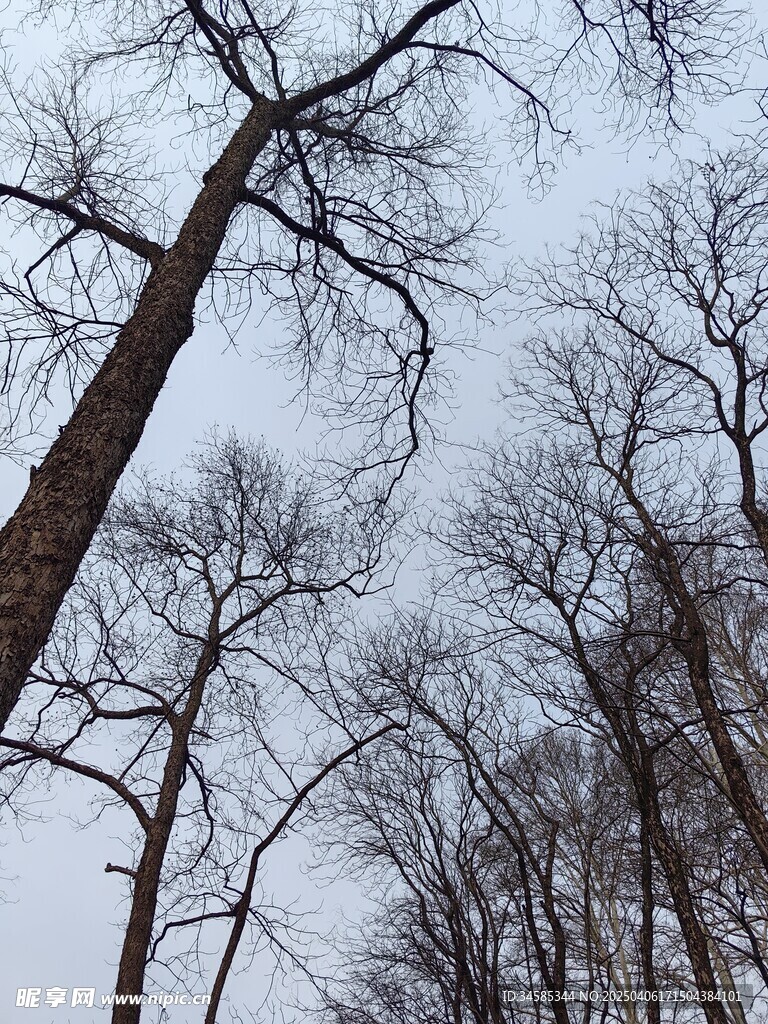 树