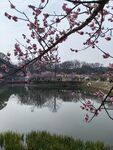 湖面