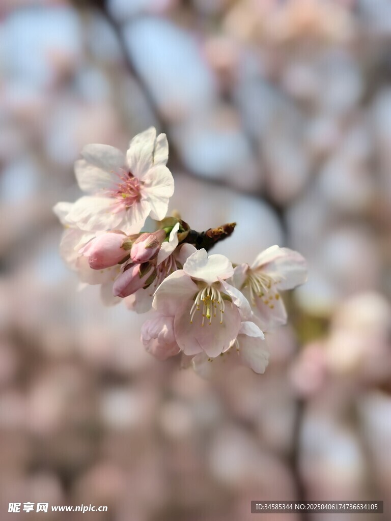 樱花
