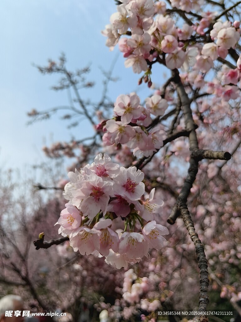樱花