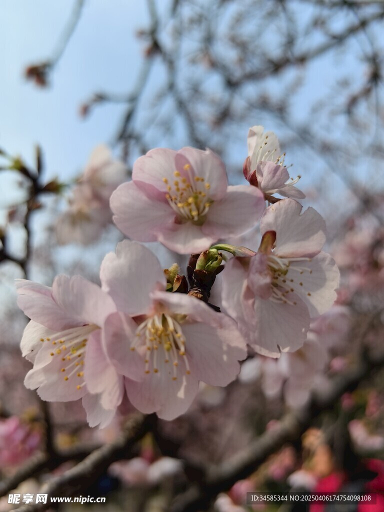 樱花